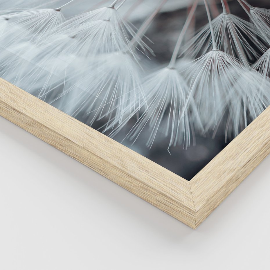 Zestaw obrazy w ramie, plakaty - dmuchawiec, natura, nasiona - rama drewno