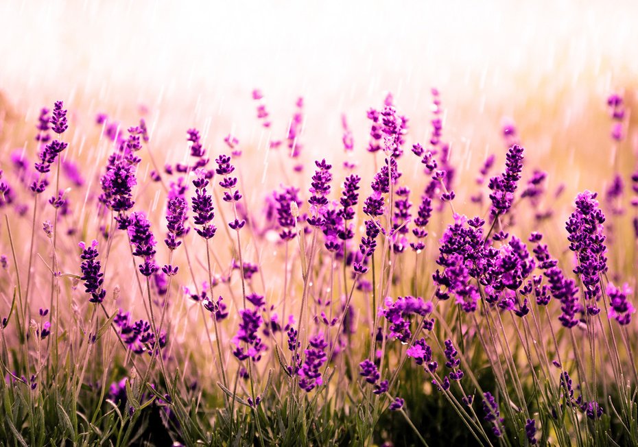 Fototapeta - lawenda, kwiaty, natura