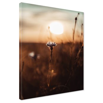 Obraz na płótnie - kwiat, zachód słońca, natura
