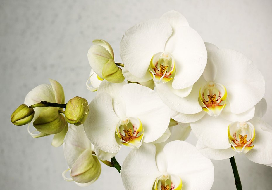 Fototapeta - orchidee, kwiaty, białe