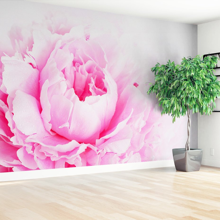 Fototapeta - piwonia, kwiat, delikatność