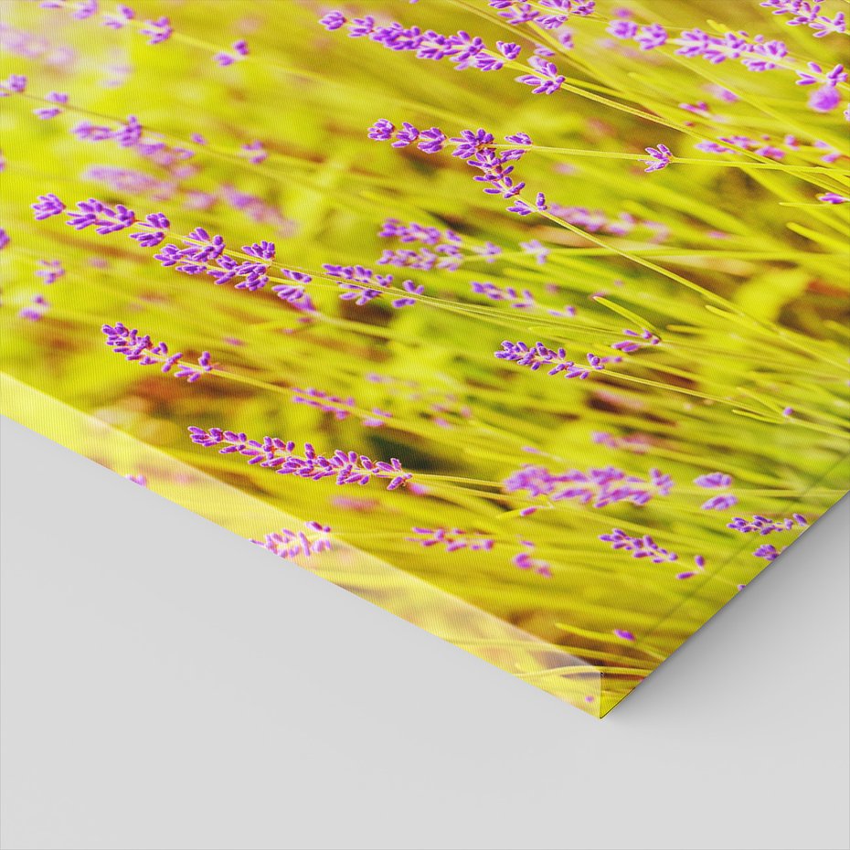 Obraz na płótnie - lawenda, kwiaty, natura