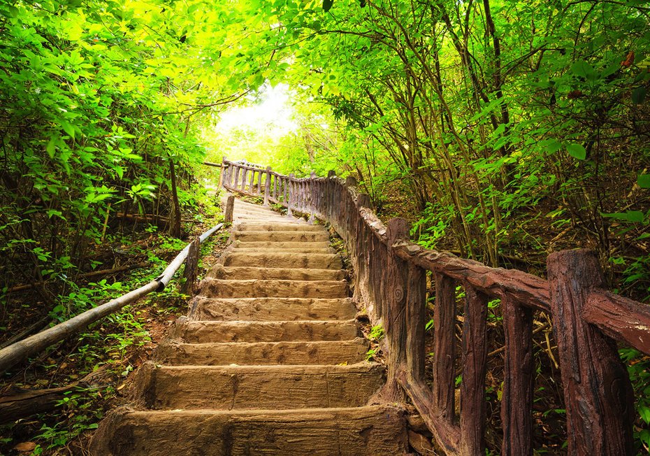Fototapeta - las, schody, natura