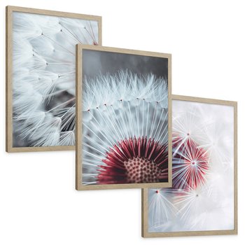 Zestaw obrazy w ramie, plakaty - dmuchawiec, natura, makro - rama drewno