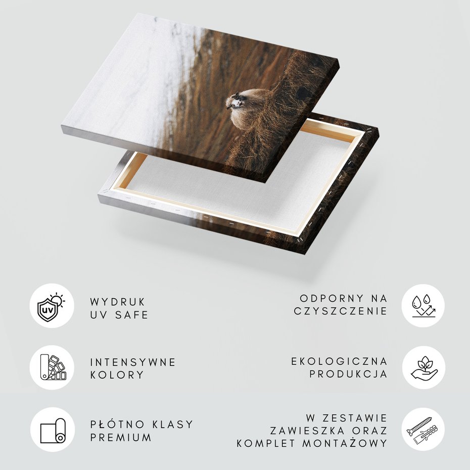 Obraz na płótnie - owca, góry, trawa