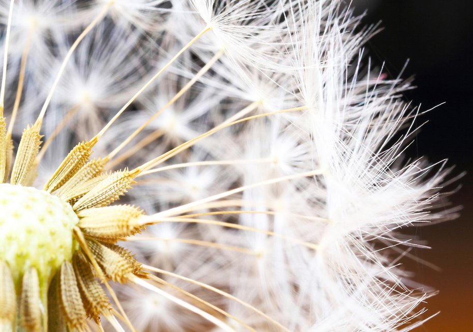 Fototapeta - dmuchawiec, natura, nasiona