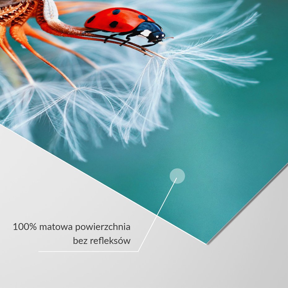 Fototapeta - biedronka, kwiat, natura