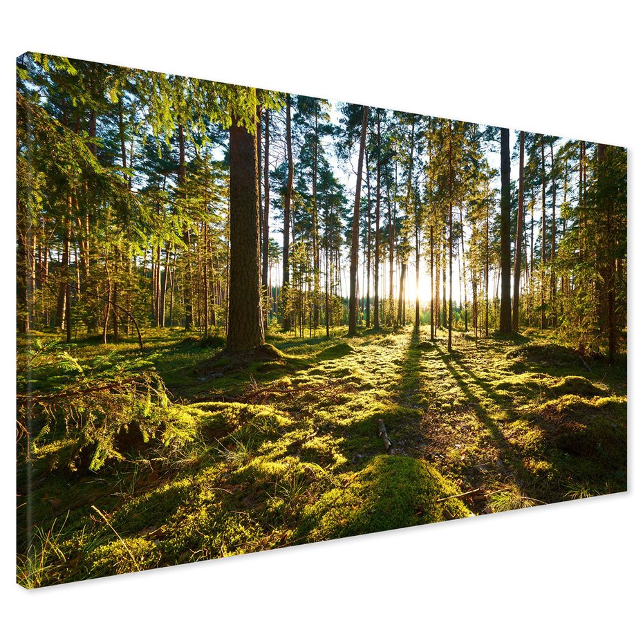 Obraz na płótnie - las, drzewa, natura