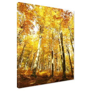 Obraz na płótnie - las, jesień, drzewa