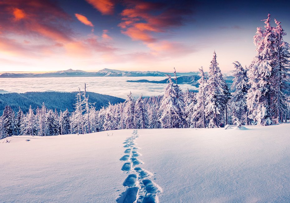 Fototapeta - zima, śnieg, las