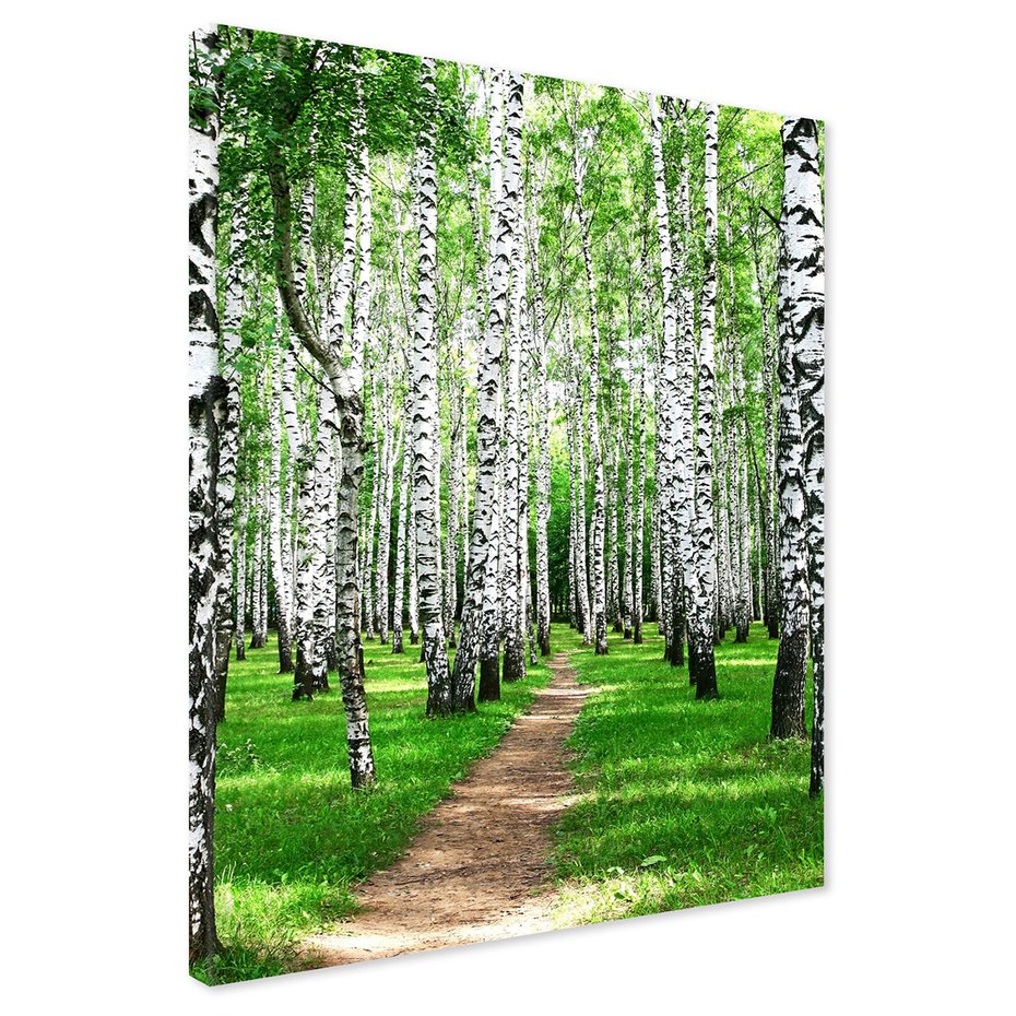 Obraz na płótnie - las, brzozy, natura