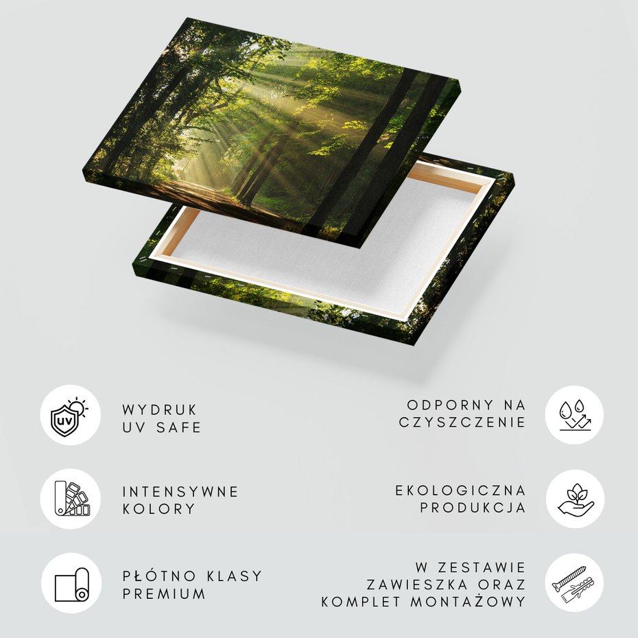 Obraz na płótnie - las, światło, drzewa