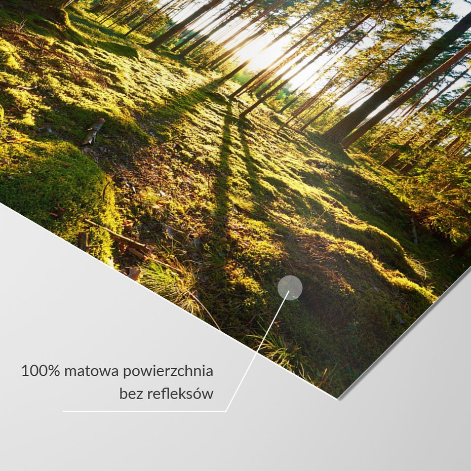 Fototapeta - las, drzewa, światło