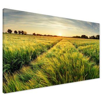 Obraz na płótnie - pole, zboże, lato