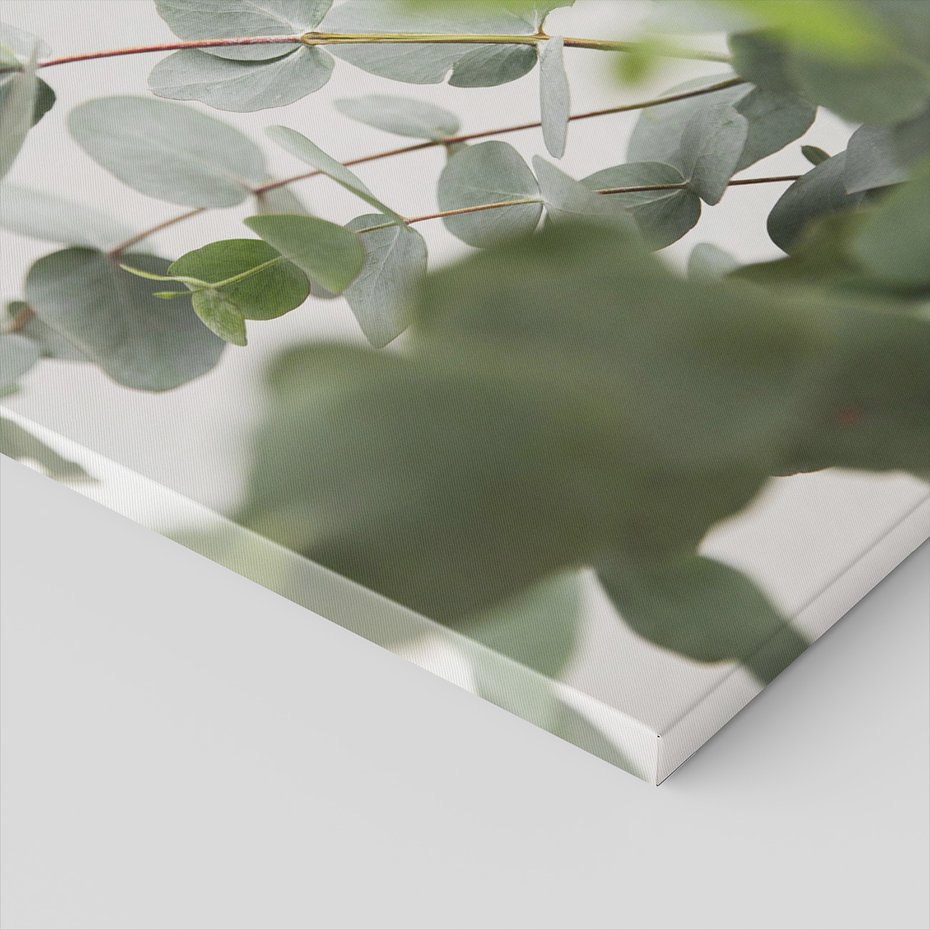 Obraz na płótnie - eukaliptus, liście, natura