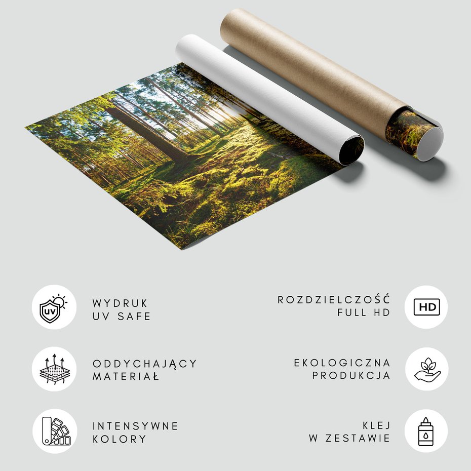 Fototapeta - las, drzewa, światło