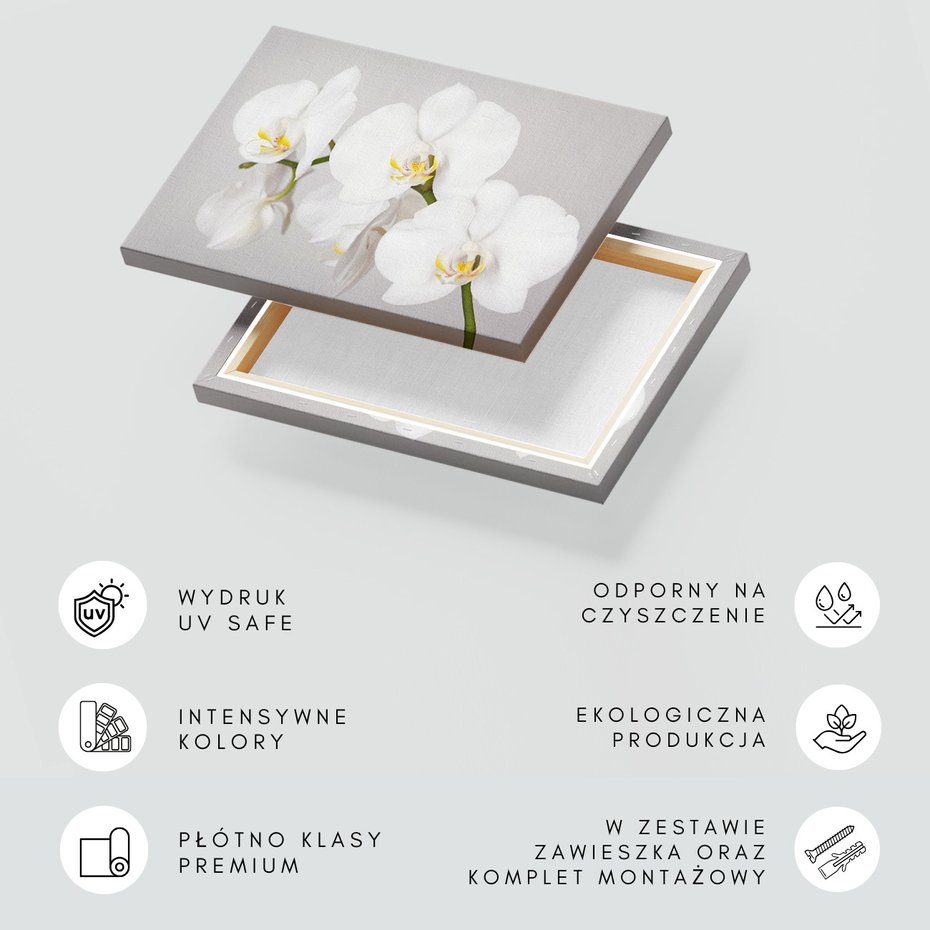 Obraz na płótnie - kwiat, orchidea, biały