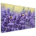 Obraz na płótnie - lawenda, pszczoły, kwiaty