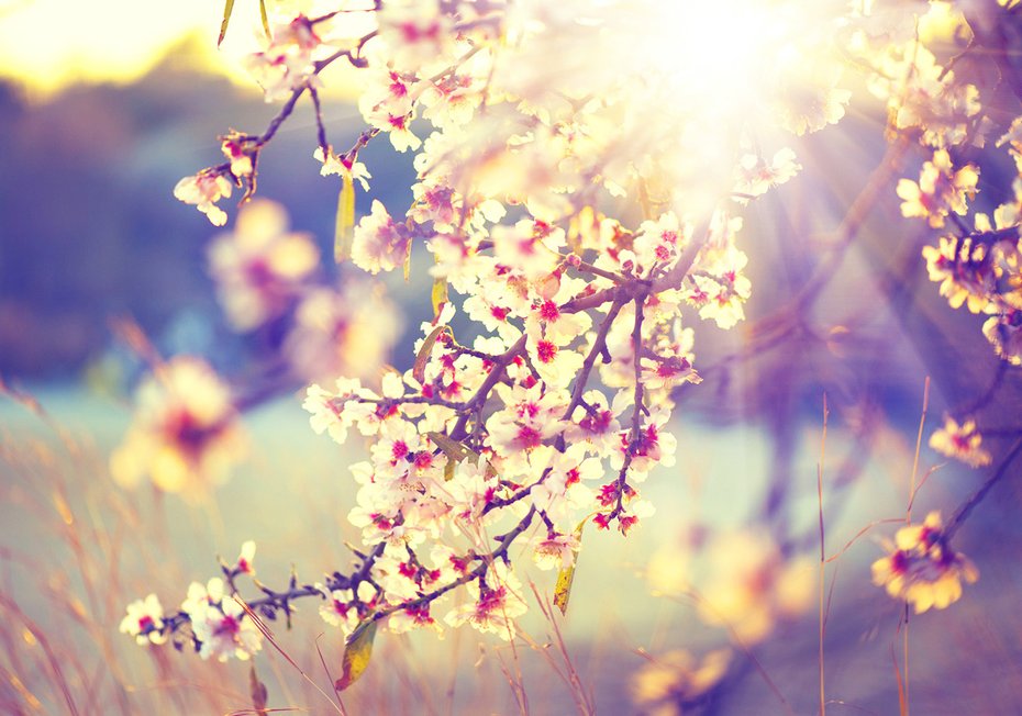 Fototapeta - kwiaty, wiosna, natura