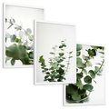 Zestaw obrazy w ramie, plakaty - eukaliptus, liście, roślina - rama biała
