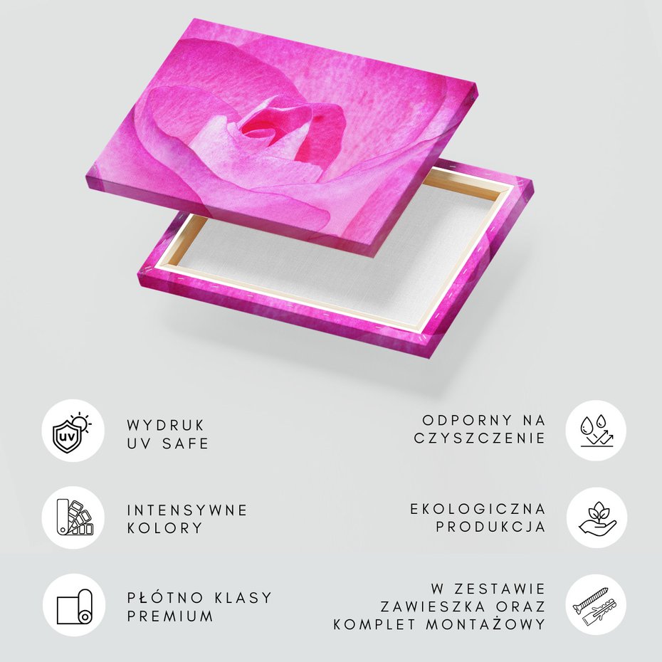 Obraz na płótnie - róża, kwiat, różowy