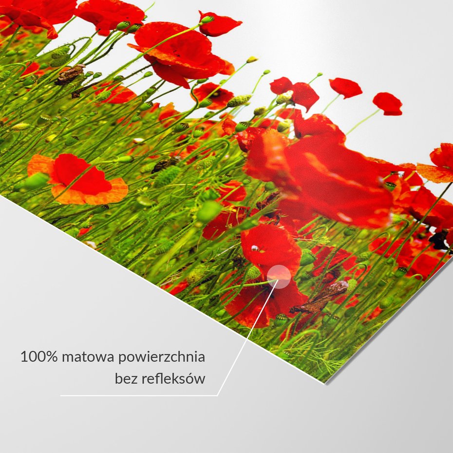 Fototapeta - maki, kwiaty, natura