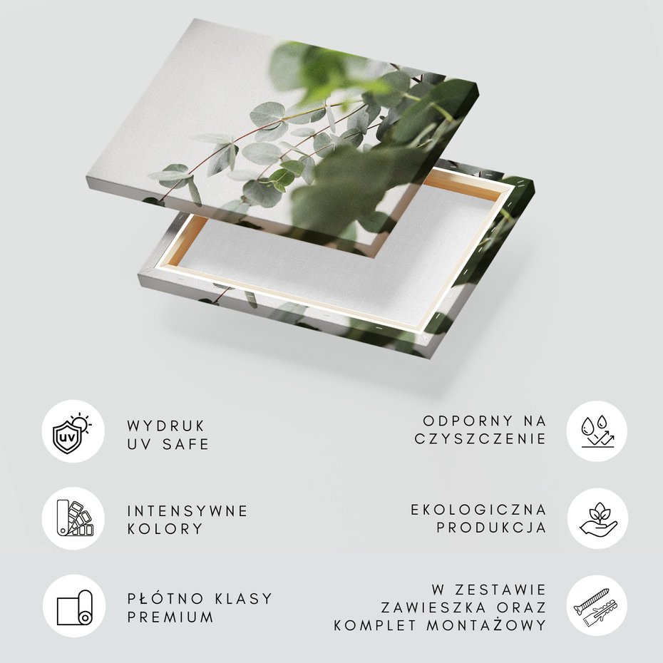 Obraz na płótnie - eukaliptus, liście, natura