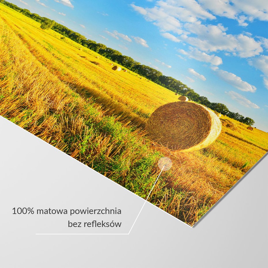 Fototapeta - pole, zboże, niebo