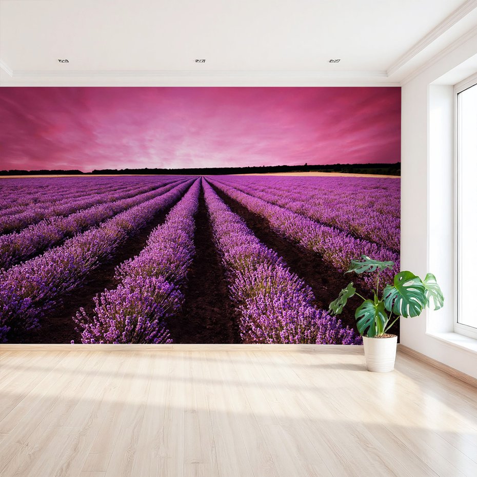 Fototapeta - lawenda, pole, krajobraz