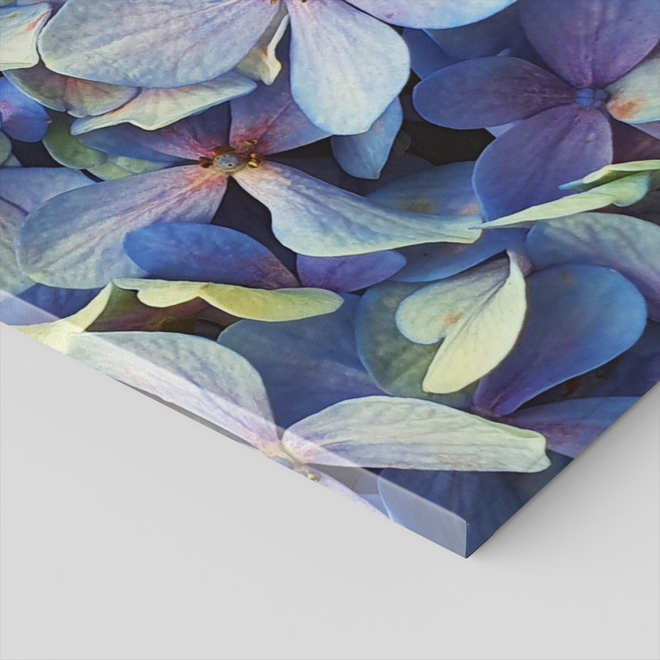 Obraz na płótnie - kwiaty, hortensje, płatki