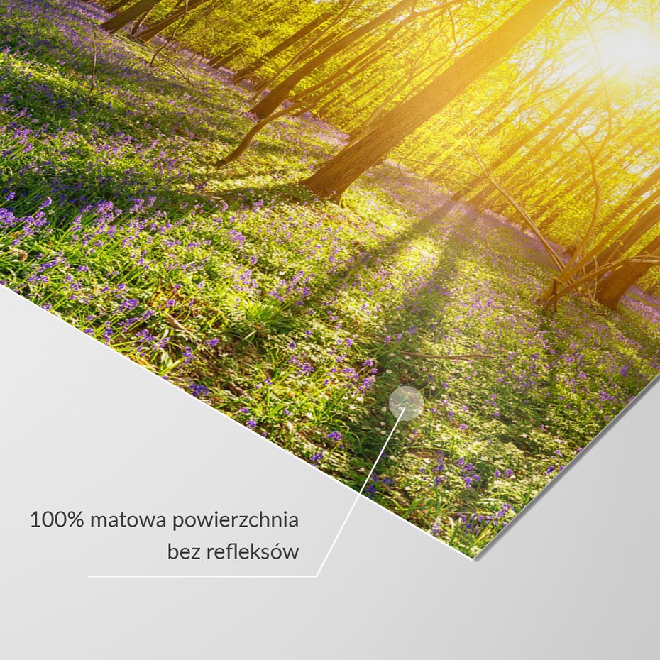 Fototapeta - las, kwiaty, słońce