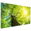 Obraz na płótnie - las, drzewa, słońce