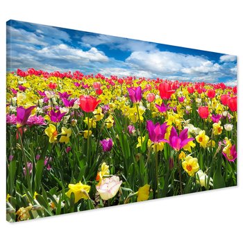 Obraz na płótnie - kwiaty, tulipany, wiosna