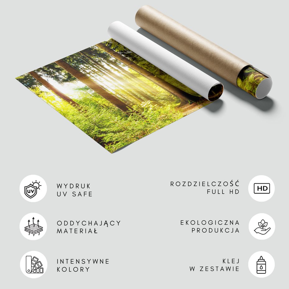 Fototapeta - las, drzewa, światło