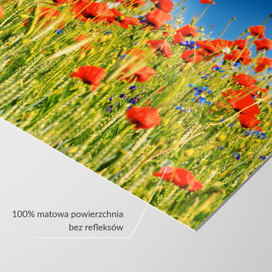 Fototapeta - maki, lato, kwiaty