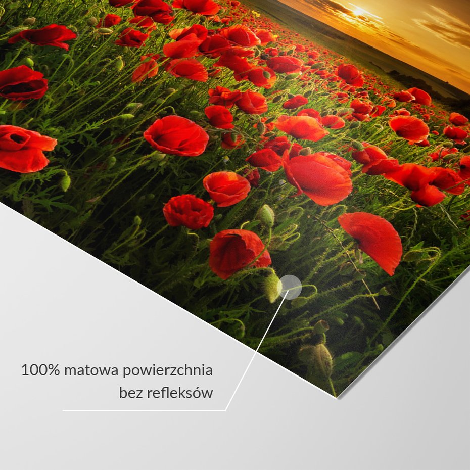 Fototapeta - maki, pole, zachód słońca