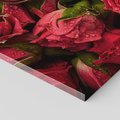 Obraz na płótnie - róże, kwiaty, czerwony