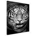 Obraz na płótnie - tygrys, zwierzę, drapieżnik