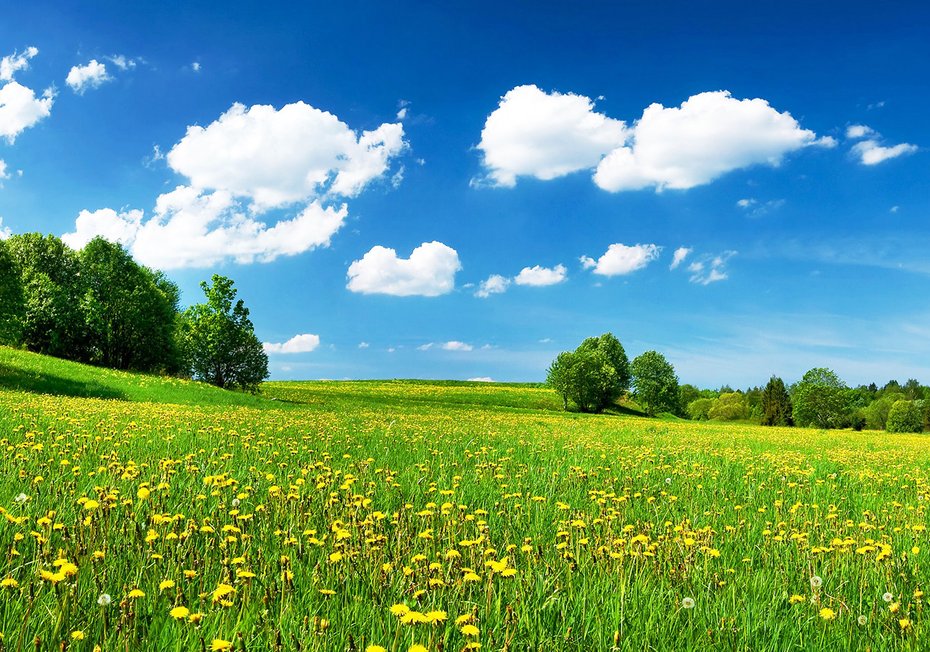 Fototapeta - łąka, chmury, natura