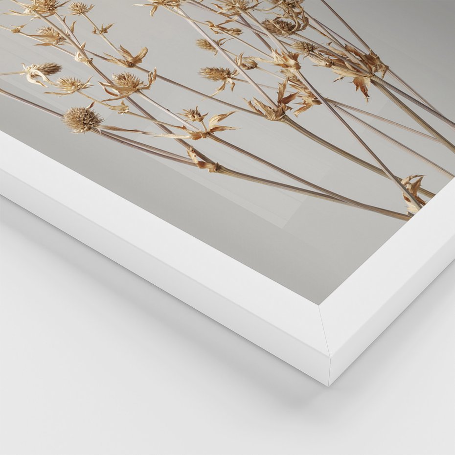 Zestaw obrazy w ramie, plakaty - roślina, kwiat, suszone - rama biała