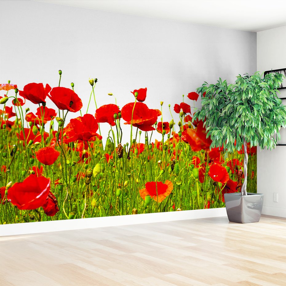 Fototapeta - maki, kwiaty, natura