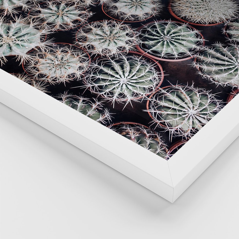 Zestaw obrazy w ramie, plakaty - kaktusy, rośliny, kolce - rama biała