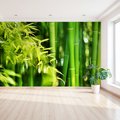 Fototapeta - bambus, liście, natura
