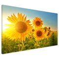 Obraz na płótnie - słoneczniki, pole, lato