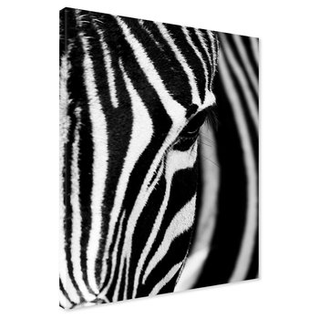 Obraz na płótnie - zebra, zwierzę, paski