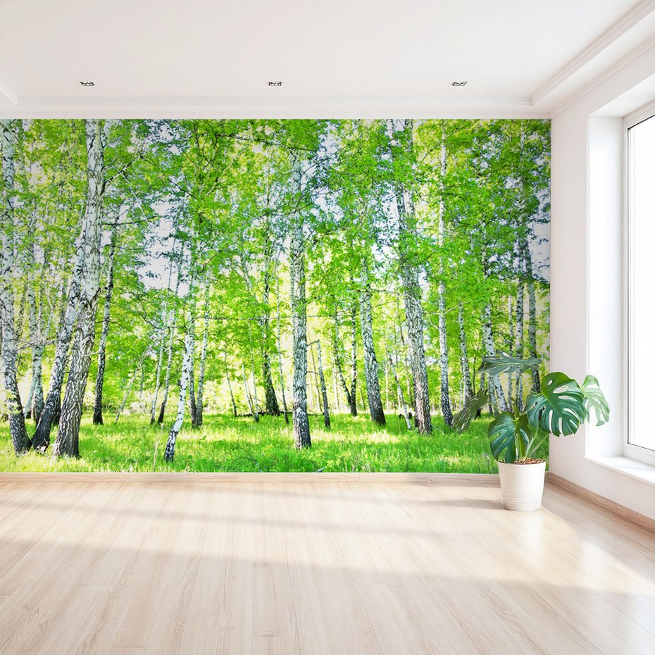 Fototapeta - las, brzozy, natura