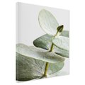 Obraz na płótnie - eukaliptus, liście, gałązka