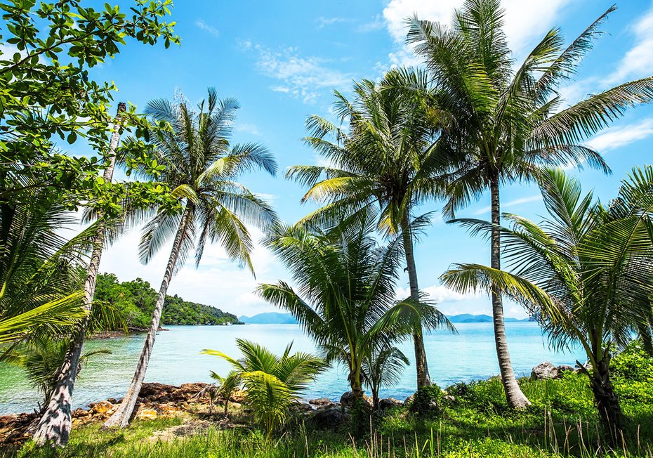 Fototapeta - palmy, morze, krajobraz