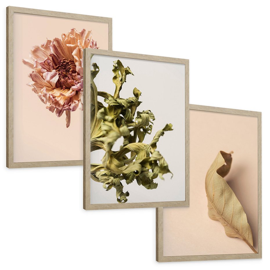 Zestaw obrazy w ramie, plakaty - liść, kwiat, suchy - rama drewno
