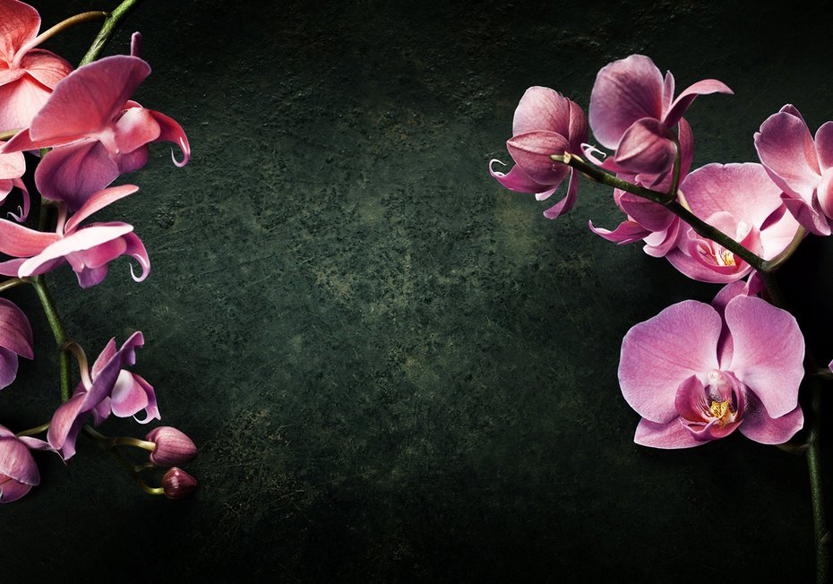 Fototapeta - kwiaty, orchidee, tło